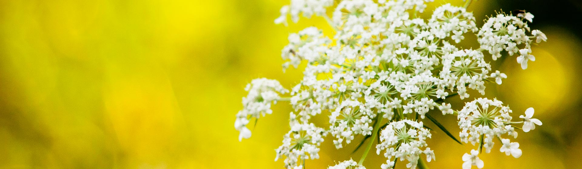 flower2