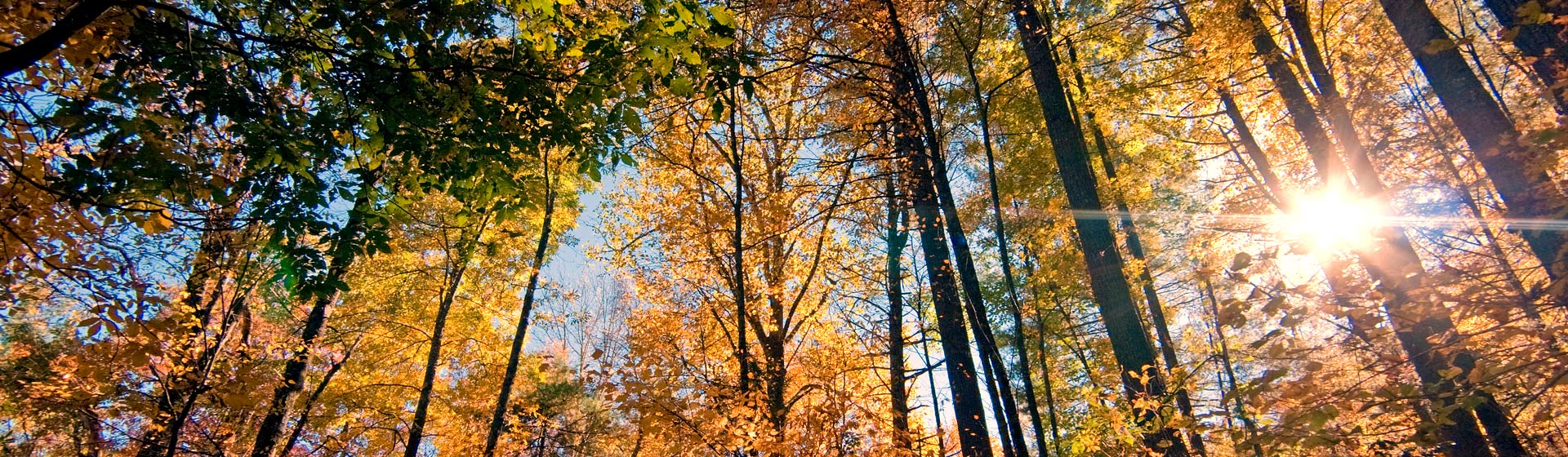 trees